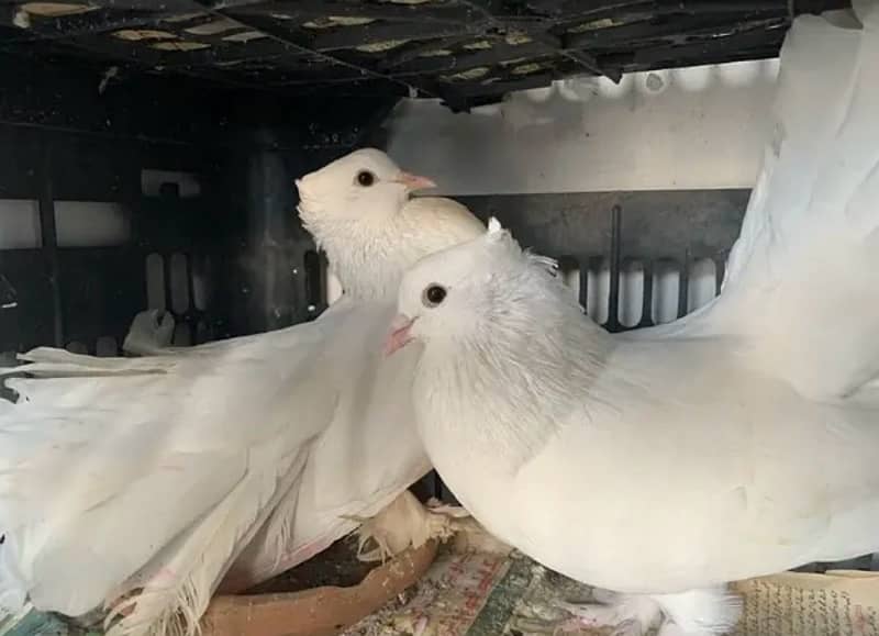 fancy pigeons 3