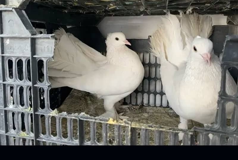 fancy pigeons 4