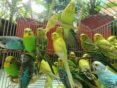 Australian Breeder Budgies 14 Pairs