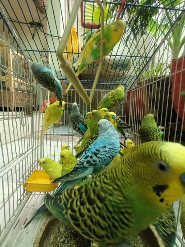 Australian Breeder Budgies 14 Pairs 1