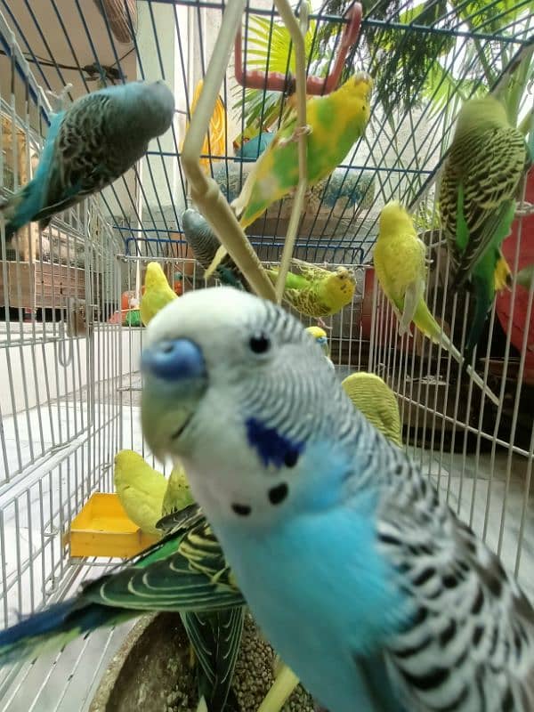 Australian Breeder Budgies 14 Pairs 2