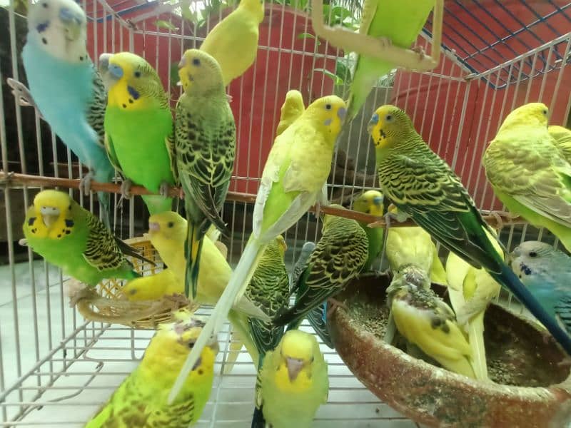 Australian Breeder Budgies 14 Pairs 3