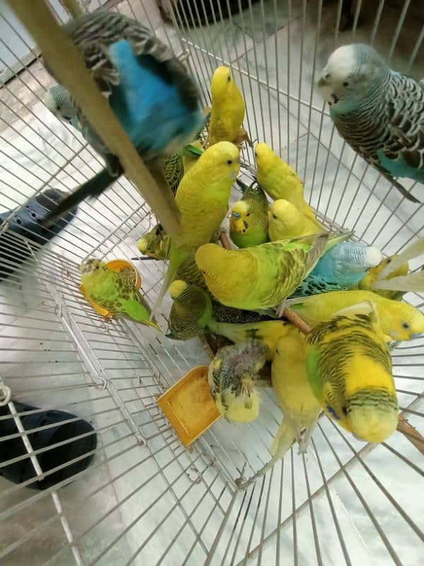 Australian Breeder Budgies 14 Pairs 4