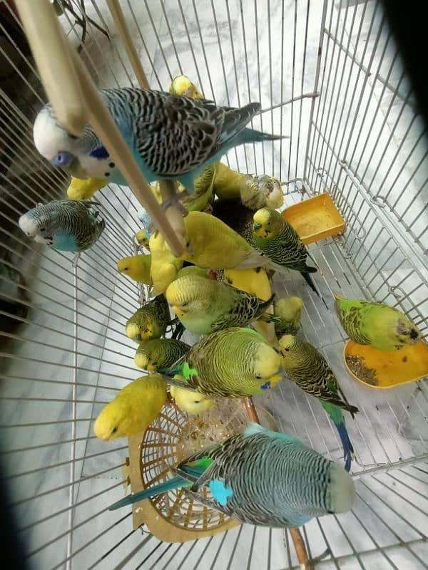 Australian Breeder Budgies 14 Pairs 5