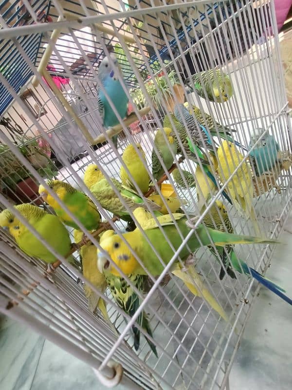 Australian Breeder Budgies 14 Pairs 6