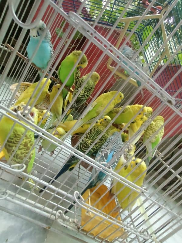 Australian Breeder Budgies 14 Pairs 7