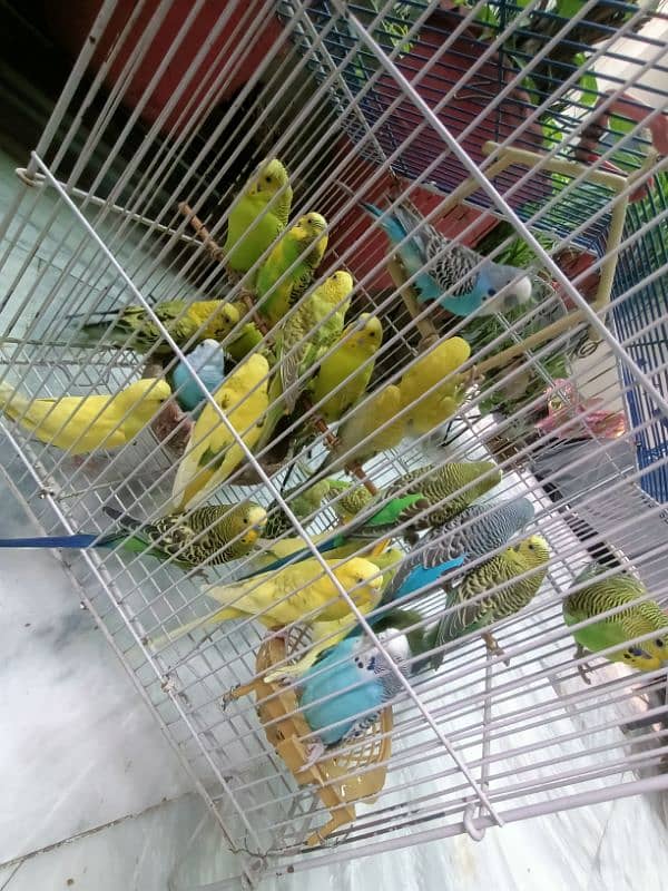 Australian Breeder Budgies 14 Pairs 8