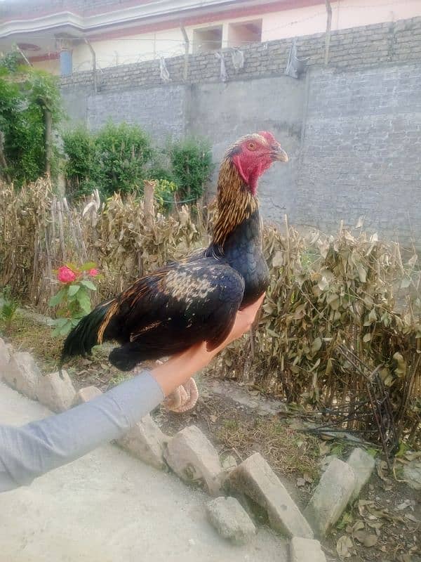 High weight Rooster will double body 2