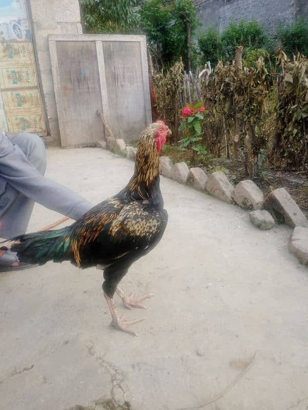 High weight Rooster will double body 3