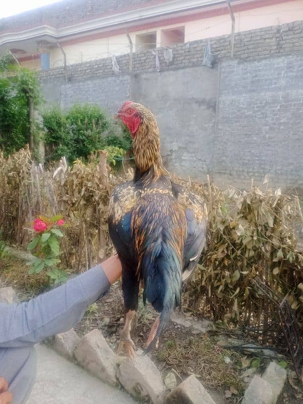 High weight Rooster will double body 4