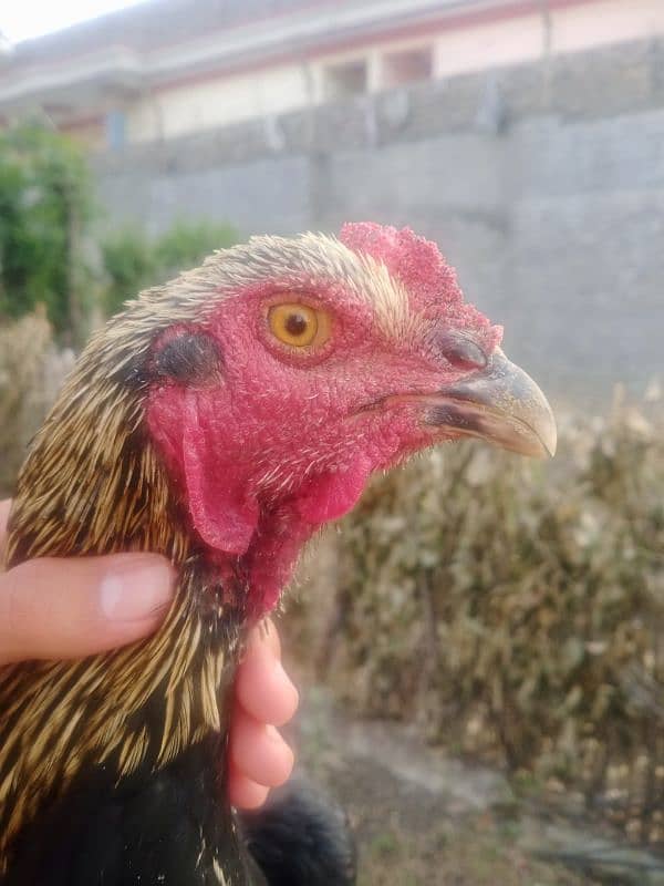 High weight Rooster will double body 5