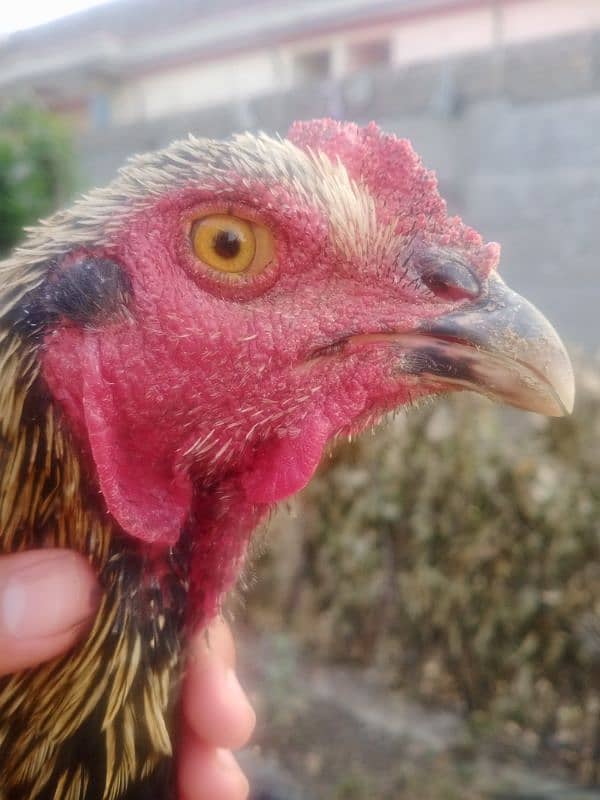 High weight Rooster will double body 6