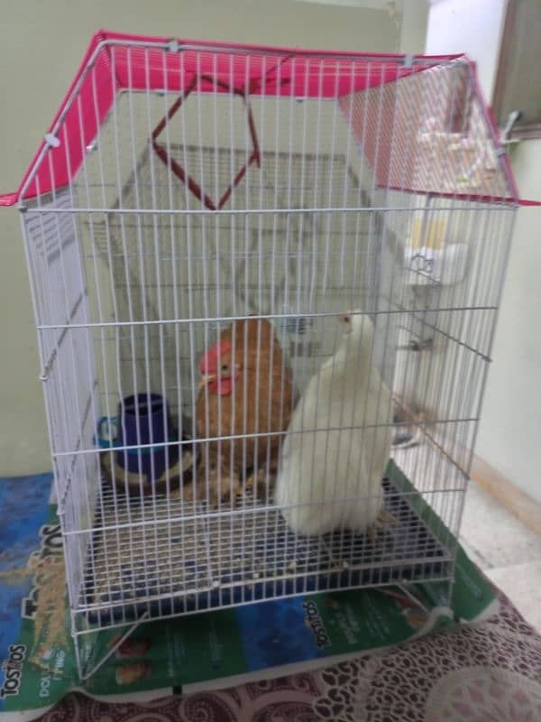 hen/birds cage 1