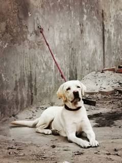 Labrador Male Blue eyes