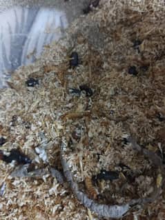 mealworm for sale