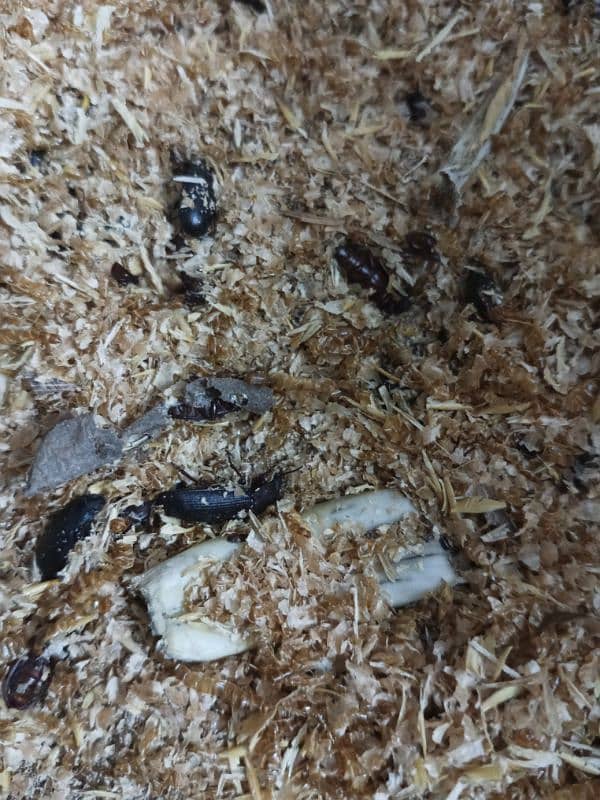 mealworm for sale 2