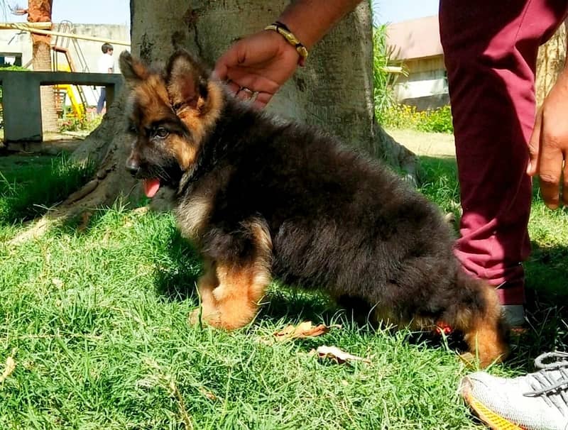 German Shepherd Puppy | Dog for sale | GSD | 03223401193 2