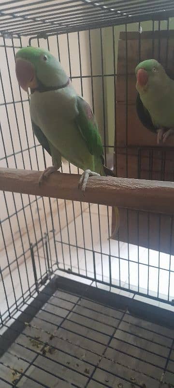 Kashmiri Raw Parrot breeding Pair With Cage 0