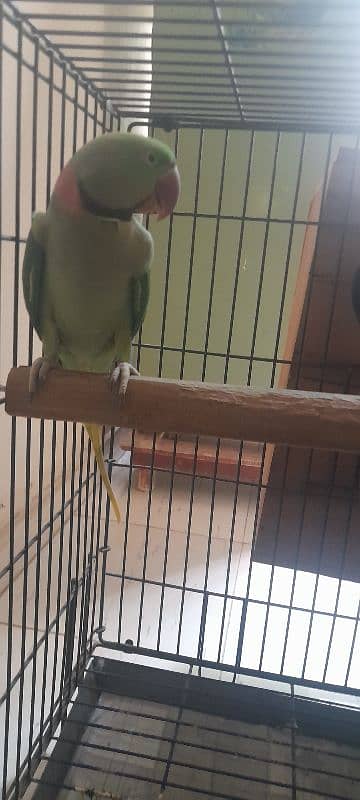 Kashmiri Raw Parrot breeding Pair With Cage 1