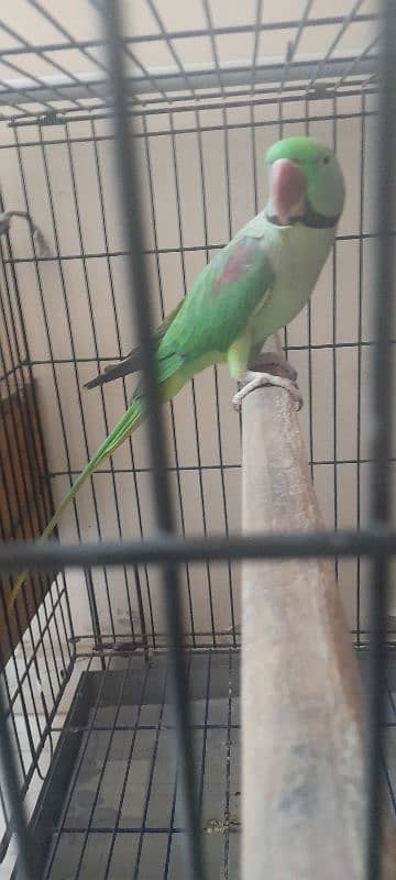 Kashmiri Raw Parrot breeding Pair With Cage 2