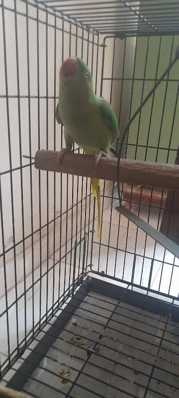 Kashmiri Raw Parrot breeding Pair With Cage 3