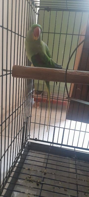 Kashmiri Raw Parrot breeding Pair With Cage 4