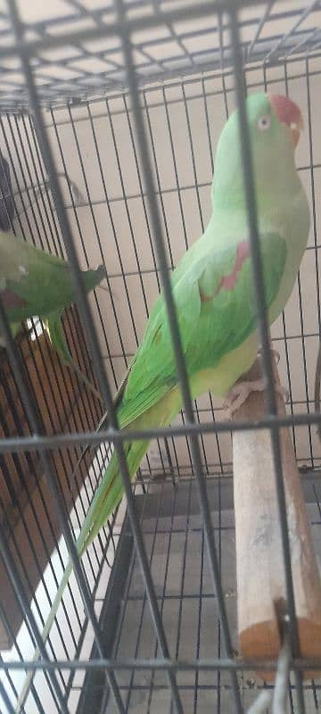 Kashmiri Raw Parrot breeding Pair With Cage 5