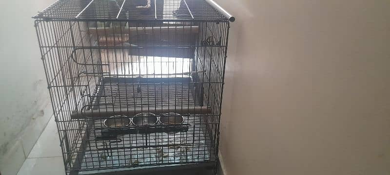 Kashmiri Raw Parrot breeding Pair With Cage 6