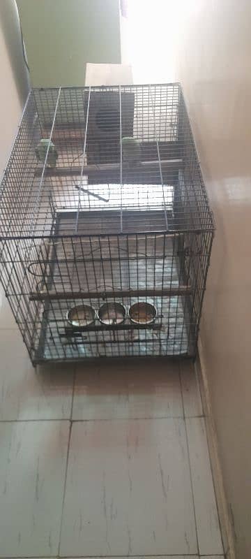 Kashmiri Raw Parrot breeding Pair With Cage 7