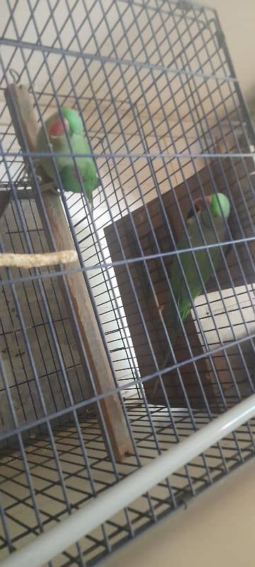 Kashmiri Raw Parrot breeding Pair With Cage 8