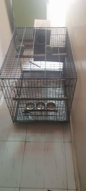 Kashmiri Raw Parrot breeding Pair With Cage 9