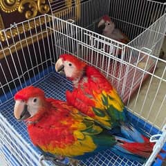 red macaw parrot cheeks for sale 0325=3982=747