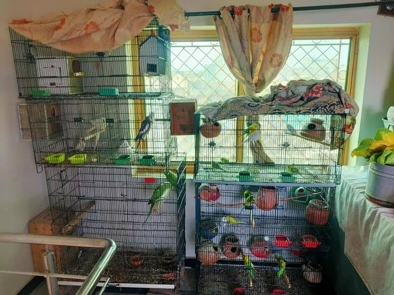 all kind of parrot available 0