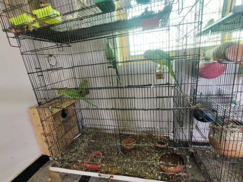 all kind of parrot available 2