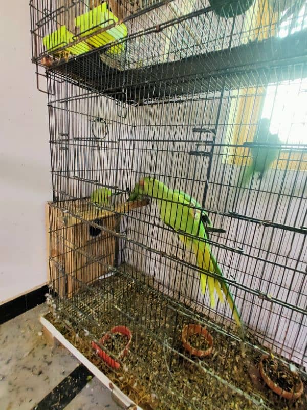 all kind of parrot available 4