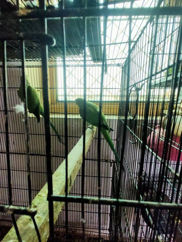 all kind of parrot available 5