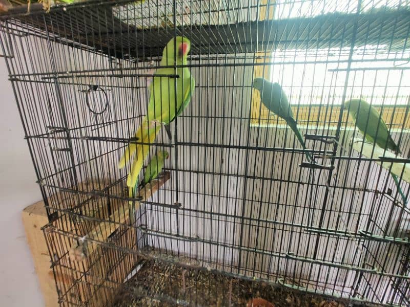 all kind of parrot available 6