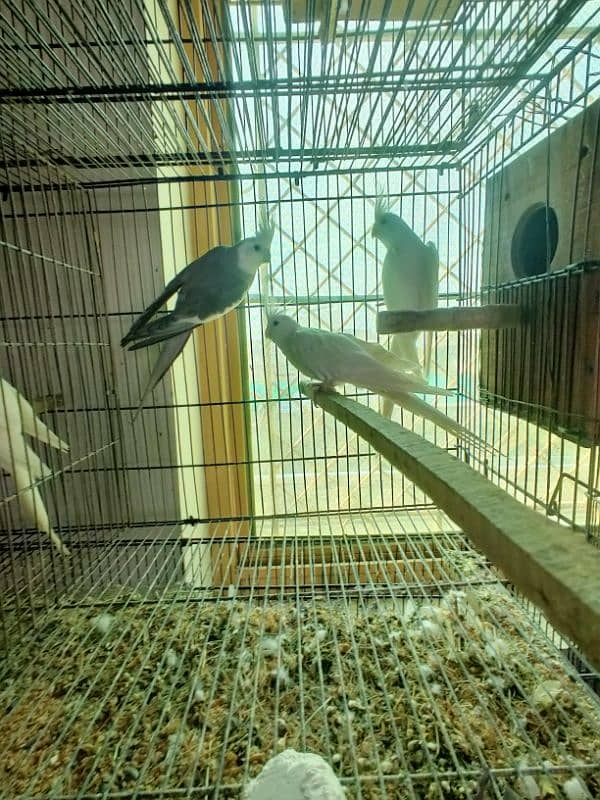 all kind of parrot available 10