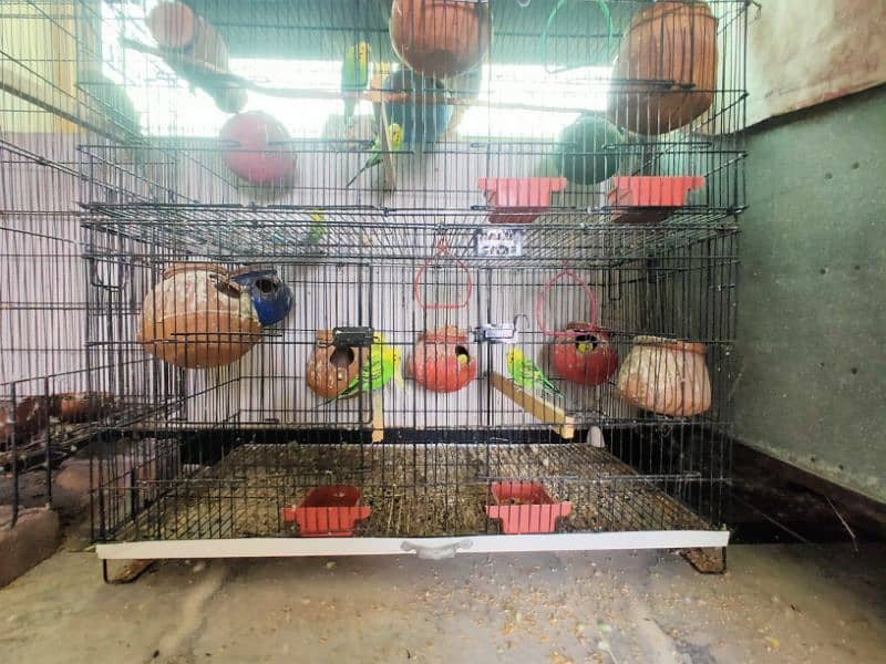 all kind of parrot available 15