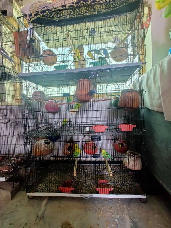 all kind of parrot available 16