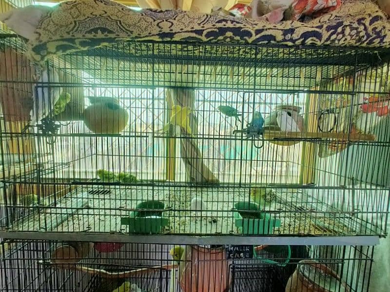 all kind of parrot available 17