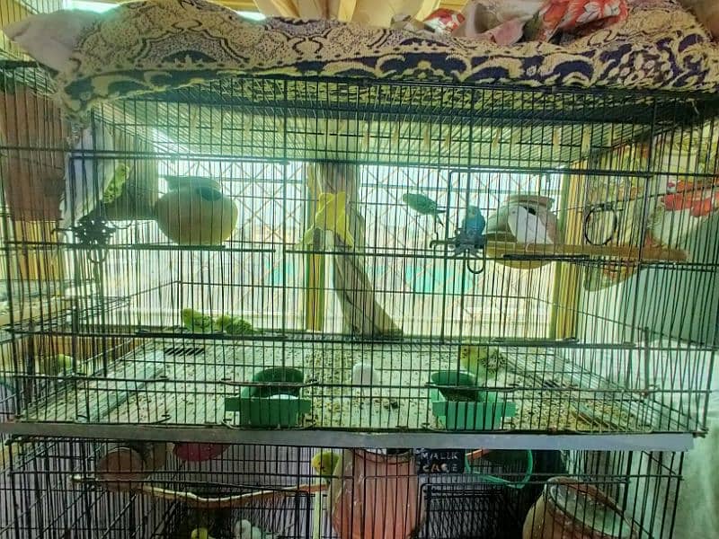 all kind of parrot available 18