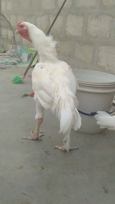 Aseel Heera Paper white short beak 1