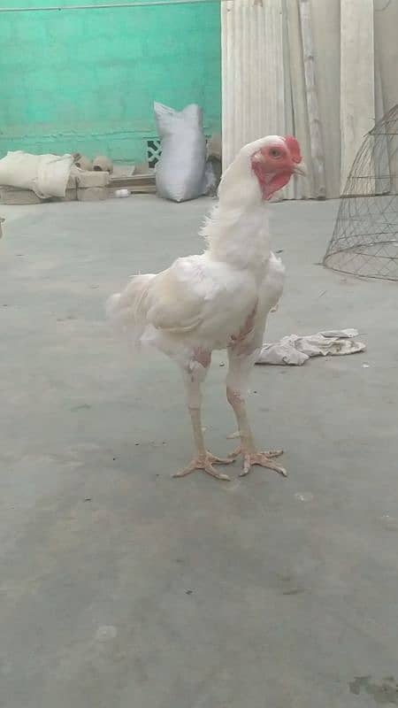 Aseel Heera Paper white short beak 2