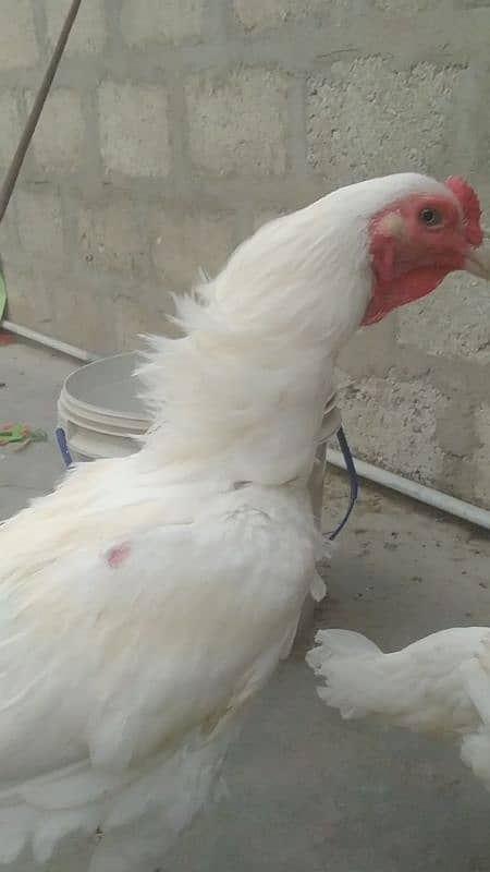 Aseel Heera Paper white short beak 3