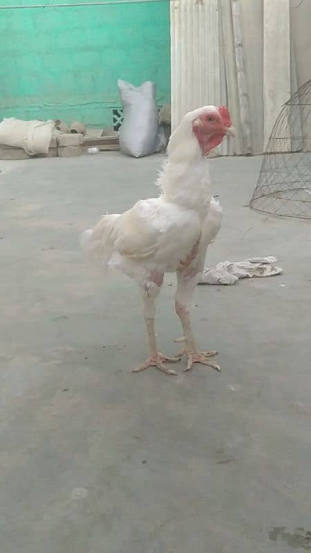 Aseel Heera Paper white short beak 5