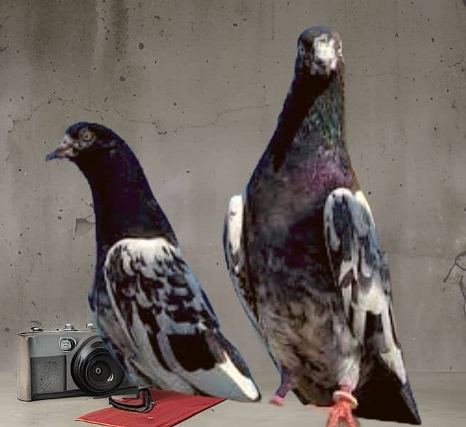 Teddy Pigeons 0