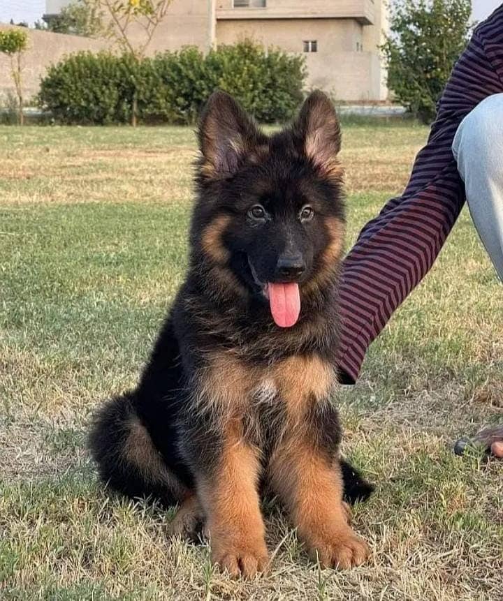 German Shepherd Puppy | Dog for sale | GSD | 03223401193 4