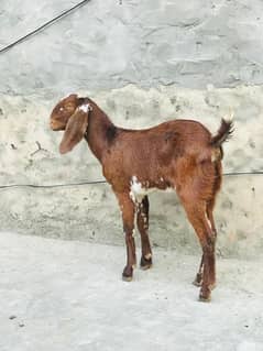 Female Goat