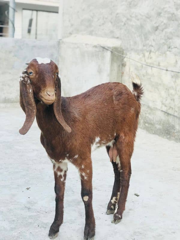 Female Goat 1